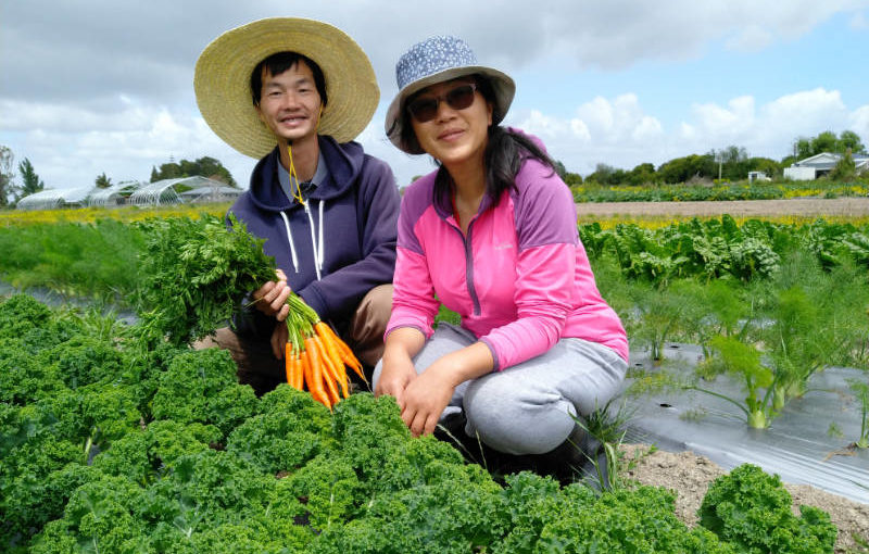 Q&A with Hunters Organic Farm