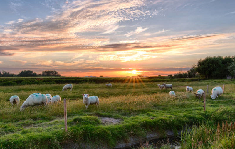 Bullshit: UK Media claim that organic farming is “the most dangerous”. Here’s why.