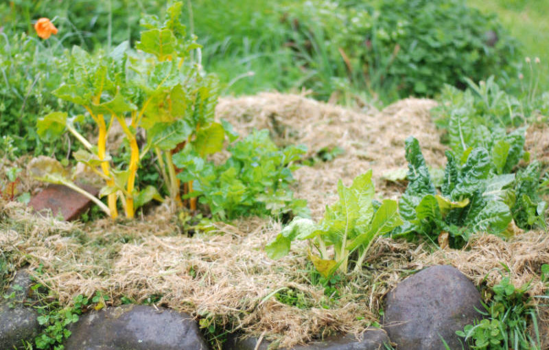 Step 3: How to mulch your garden (and why you should)